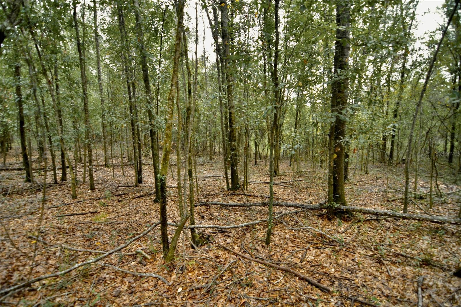 Land at 00 50TH ST, LIVE OAK, photo 33 of 62