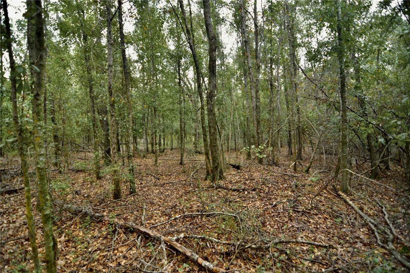 Land at 00 50TH ST, LIVE OAK, photo 34 of 62