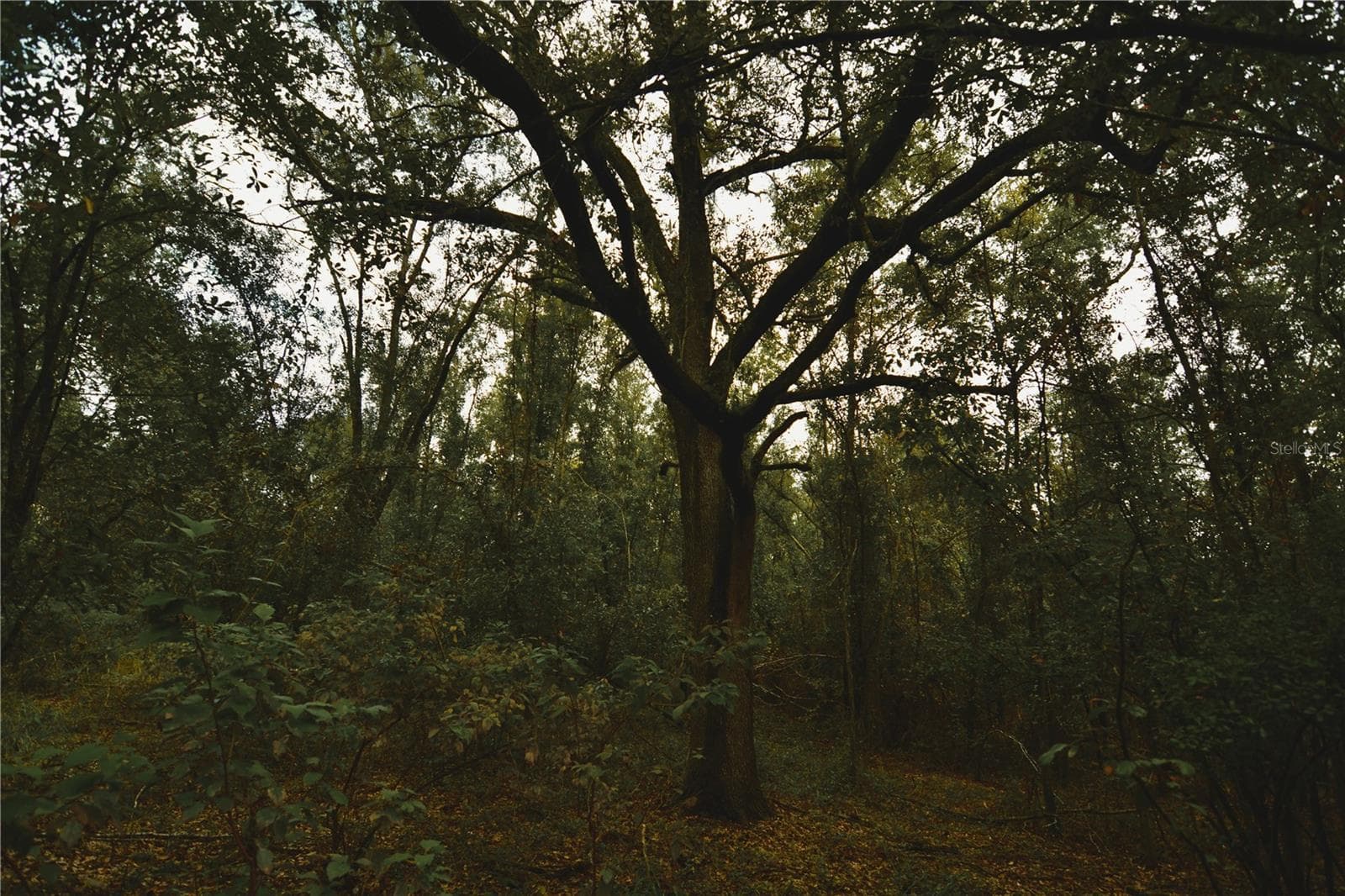 Land at 00 50TH ST, LIVE OAK, photo 35 of 62