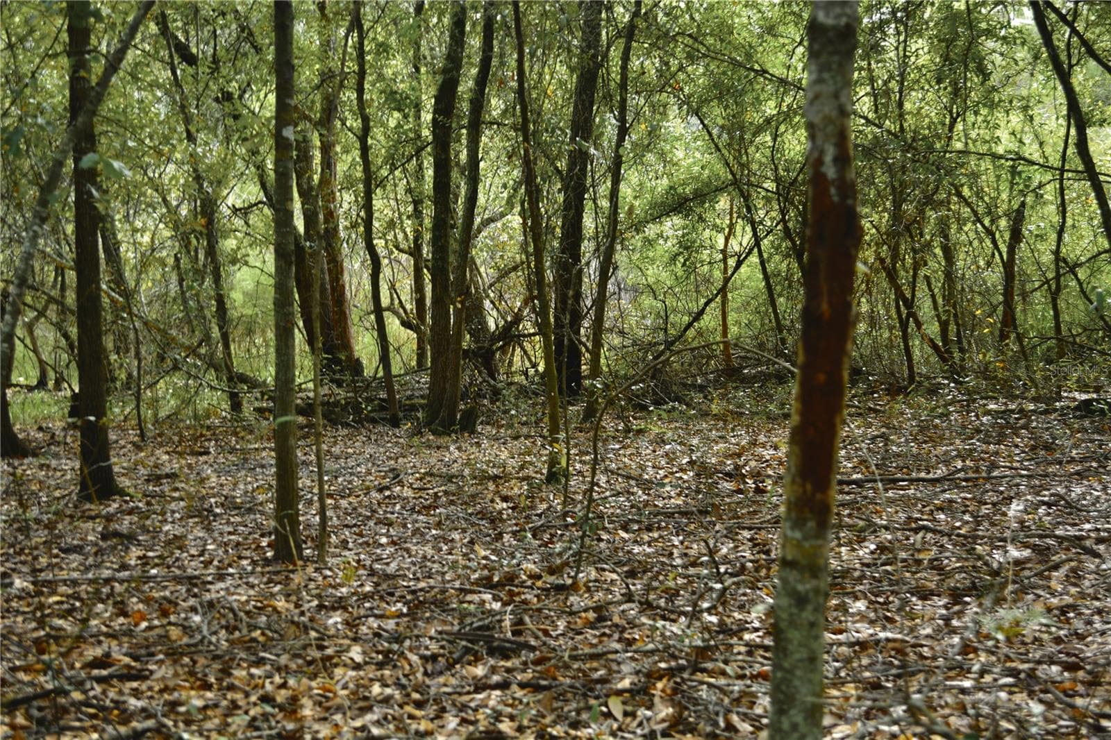 Land at 00 50TH ST, LIVE OAK, photo 37 of 62