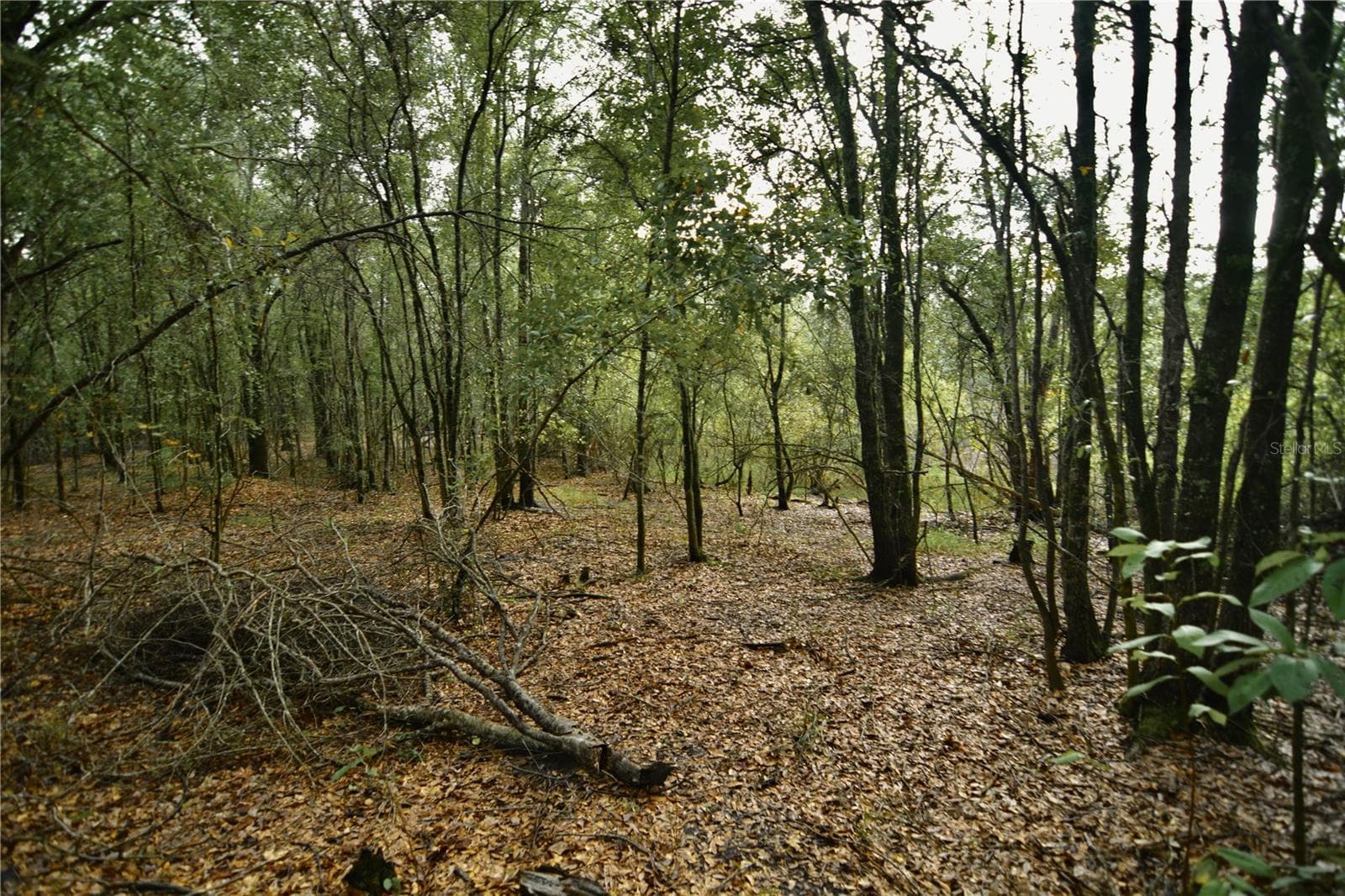 Land at 00 50TH ST, LIVE OAK, photo 38 of 62