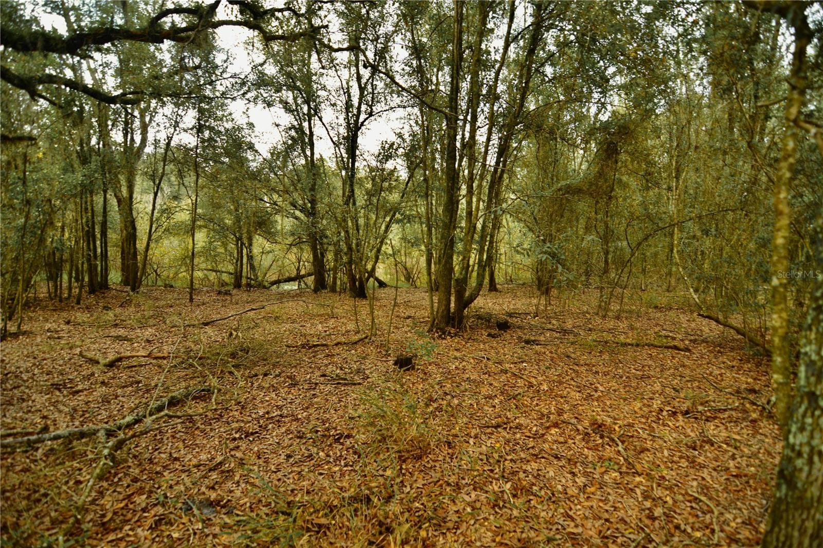Land at 00 50TH ST, LIVE OAK, photo 39 of 62