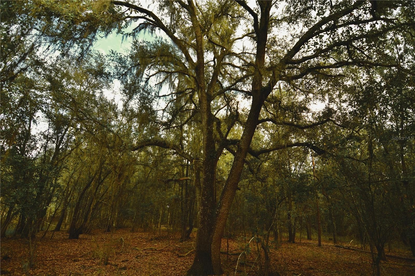 Land at 00 50TH ST, LIVE OAK, photo 40 of 62