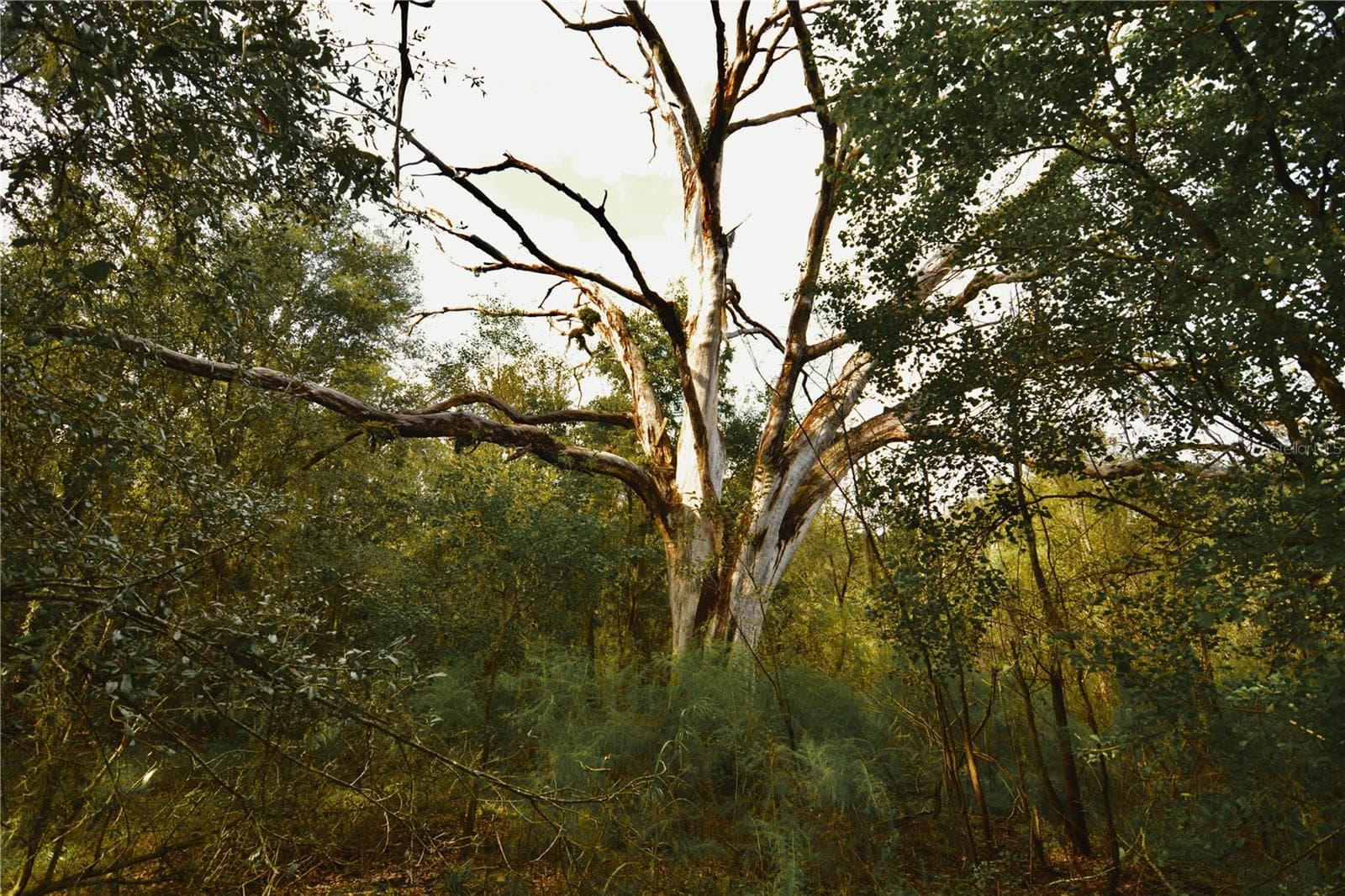 Land at 00 50TH ST, LIVE OAK, photo 41 of 62