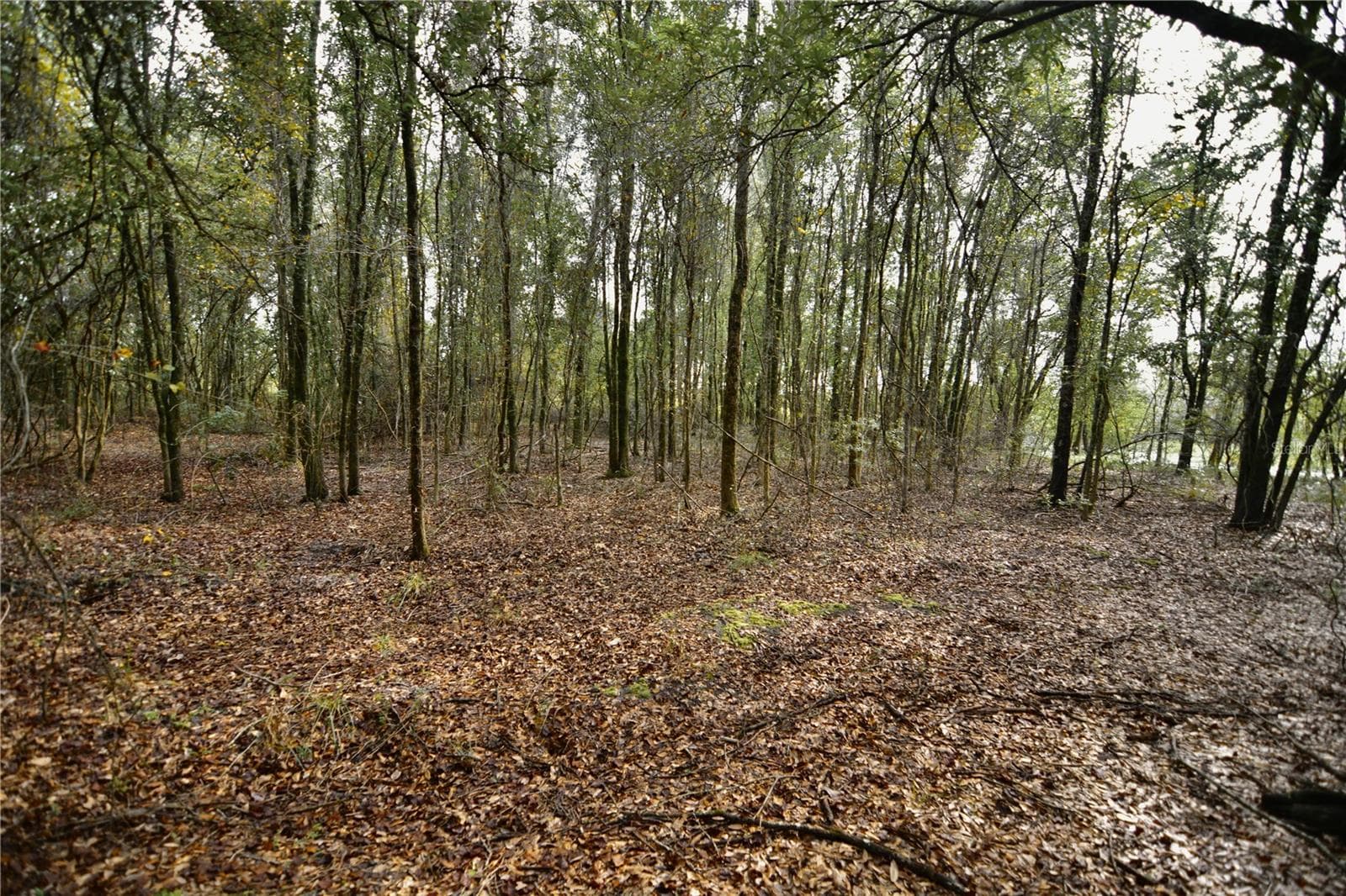 Land at 00 50TH ST, LIVE OAK, photo 42 of 62