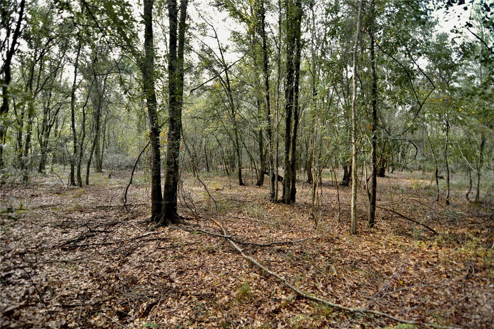 Land at 00 50TH ST, LIVE OAK, photo 44 of 62