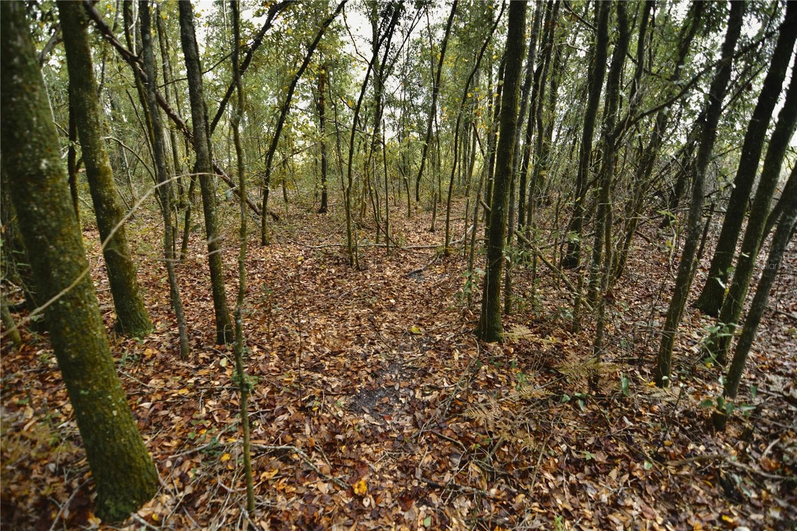 Land at 00 50TH ST, LIVE OAK, photo 46 of 62