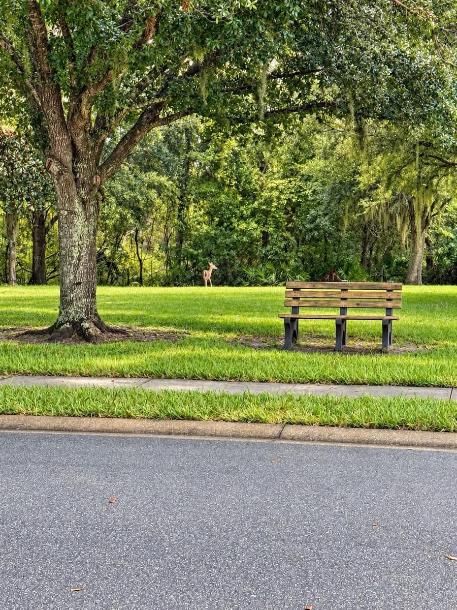 Villa at 21129 DIAMONTE DR, LAND O LAKES, photo 30 of 32