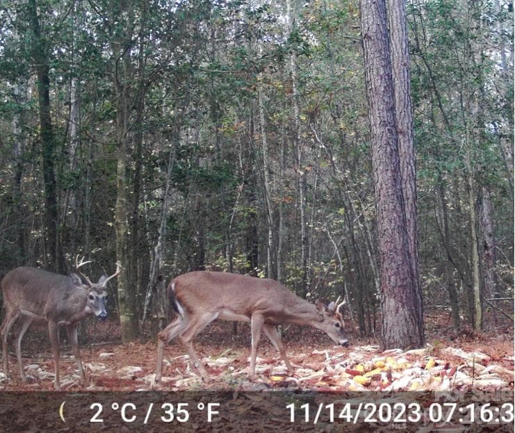 Acreage at 4079 Jefferson Davis Highway, Bethune, photo 4 of 7