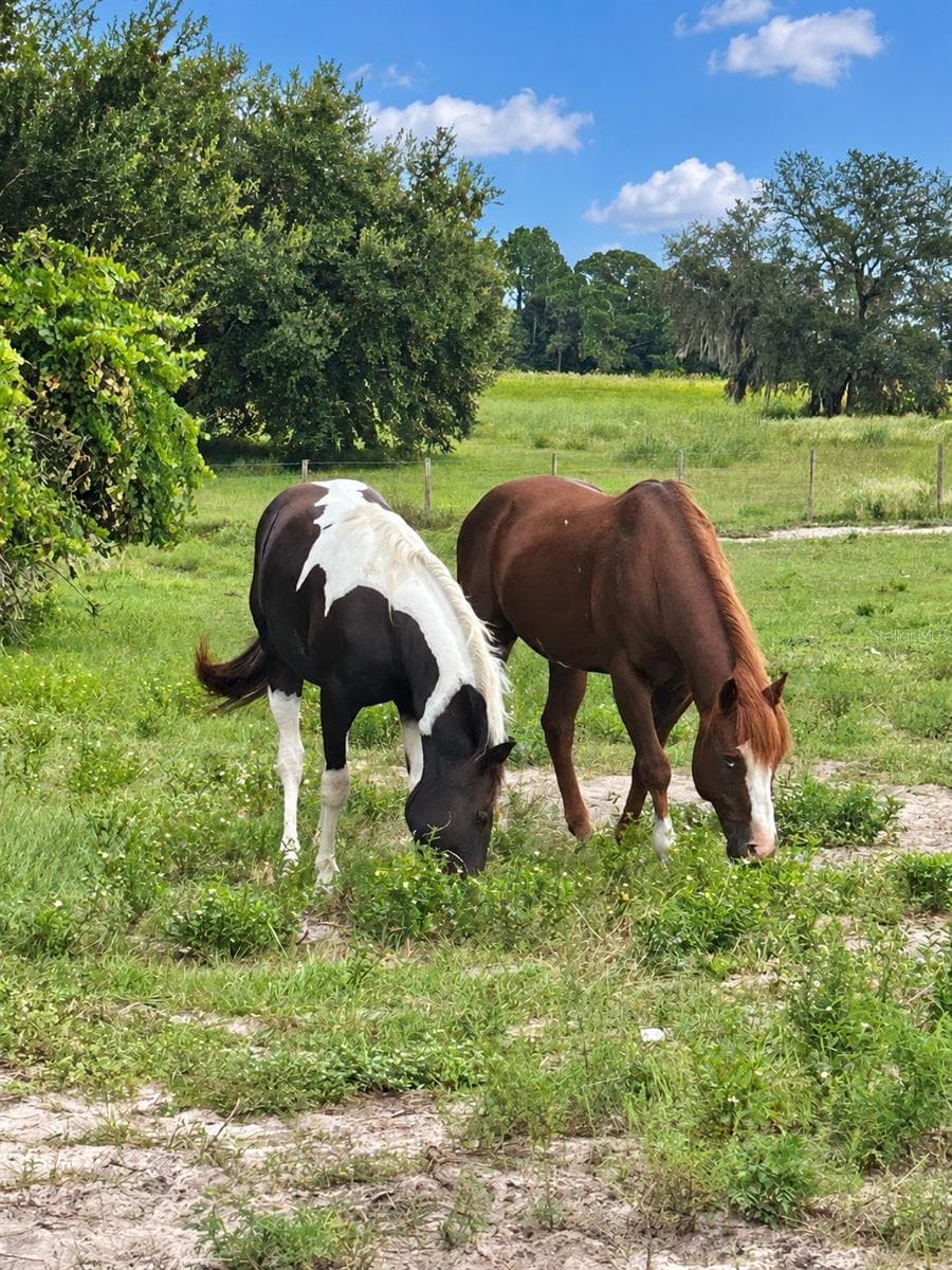 Land at MAMMOTH GROVE RD, LAKE WALES, photo 5 of 31
