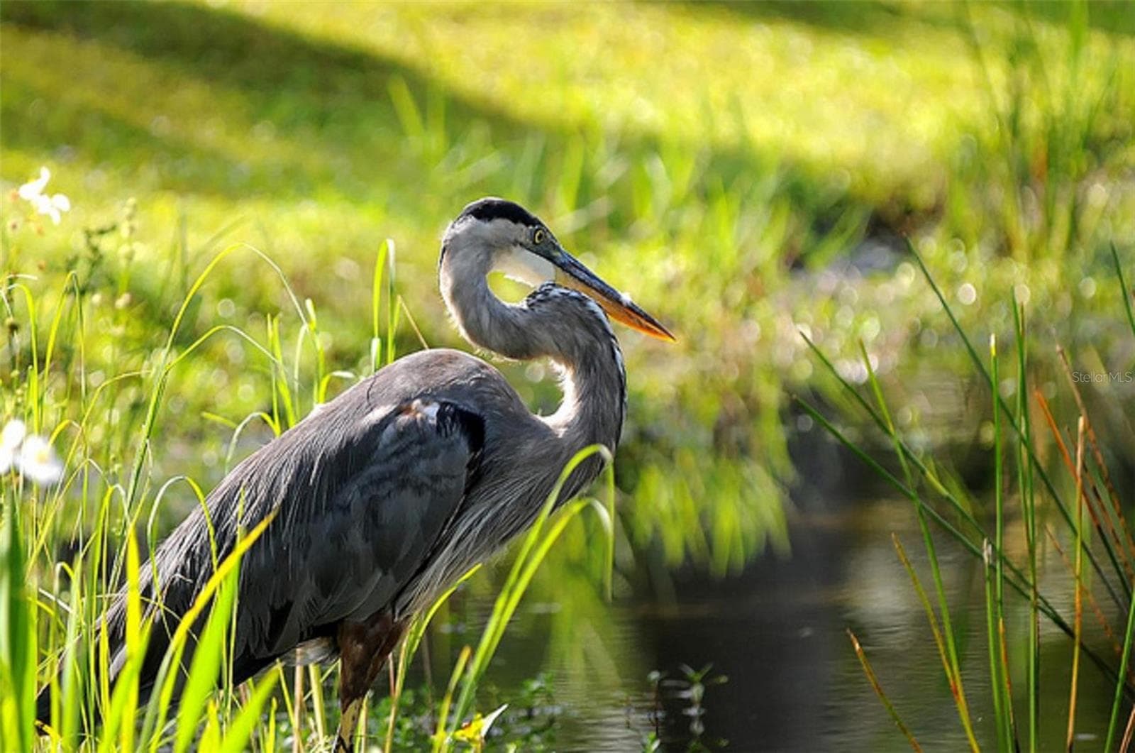 Beautiful wildlife - 16357 CAPE HORN BLVD, PUNTA GORDA