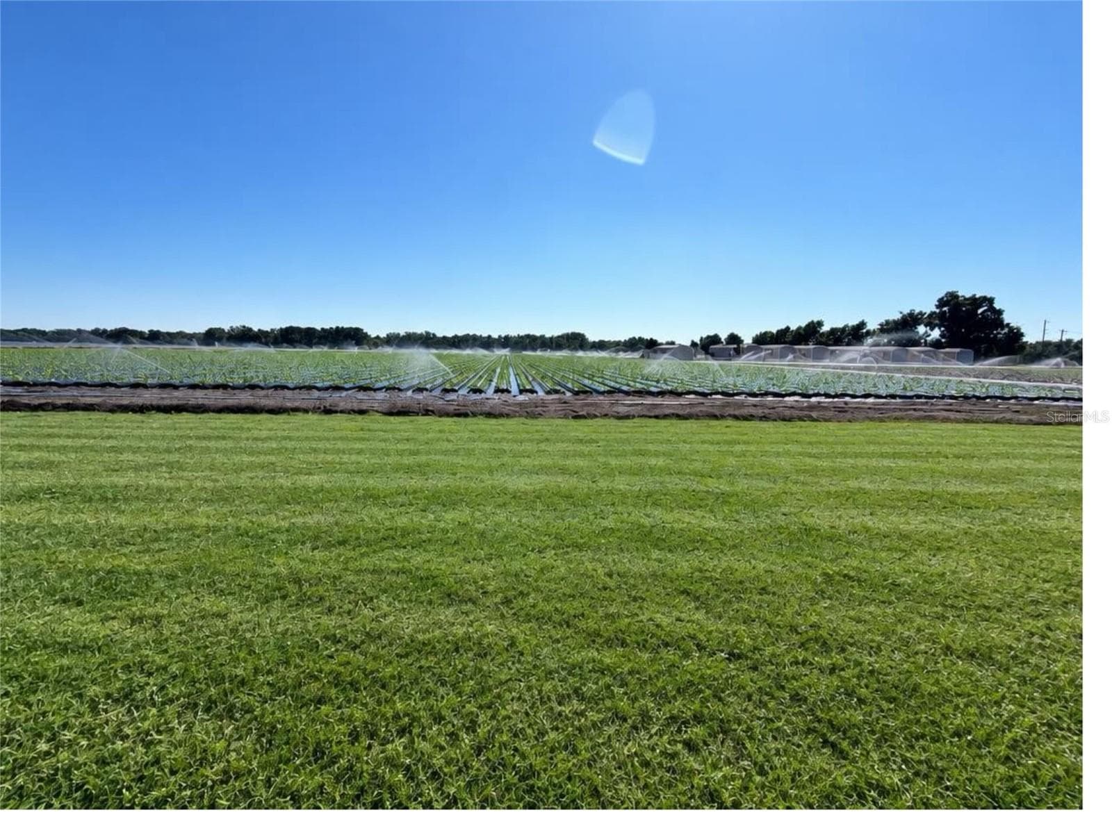 Backyard View - 1301 COLSON RD, PLANT CITY