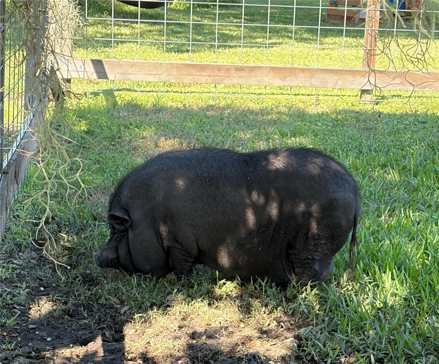 Bacon Bits - 1301 COLSON RD, PLANT CITY