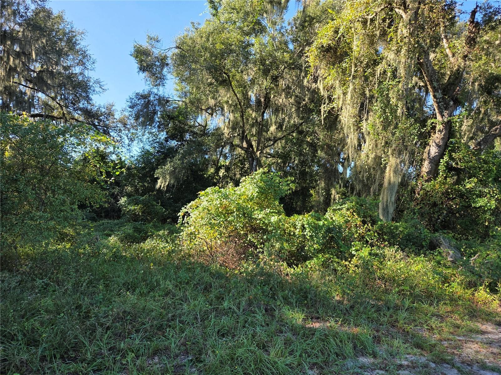 Land at 6605 SE 55TH AVE, CENTER HILL, photo 2 of 5