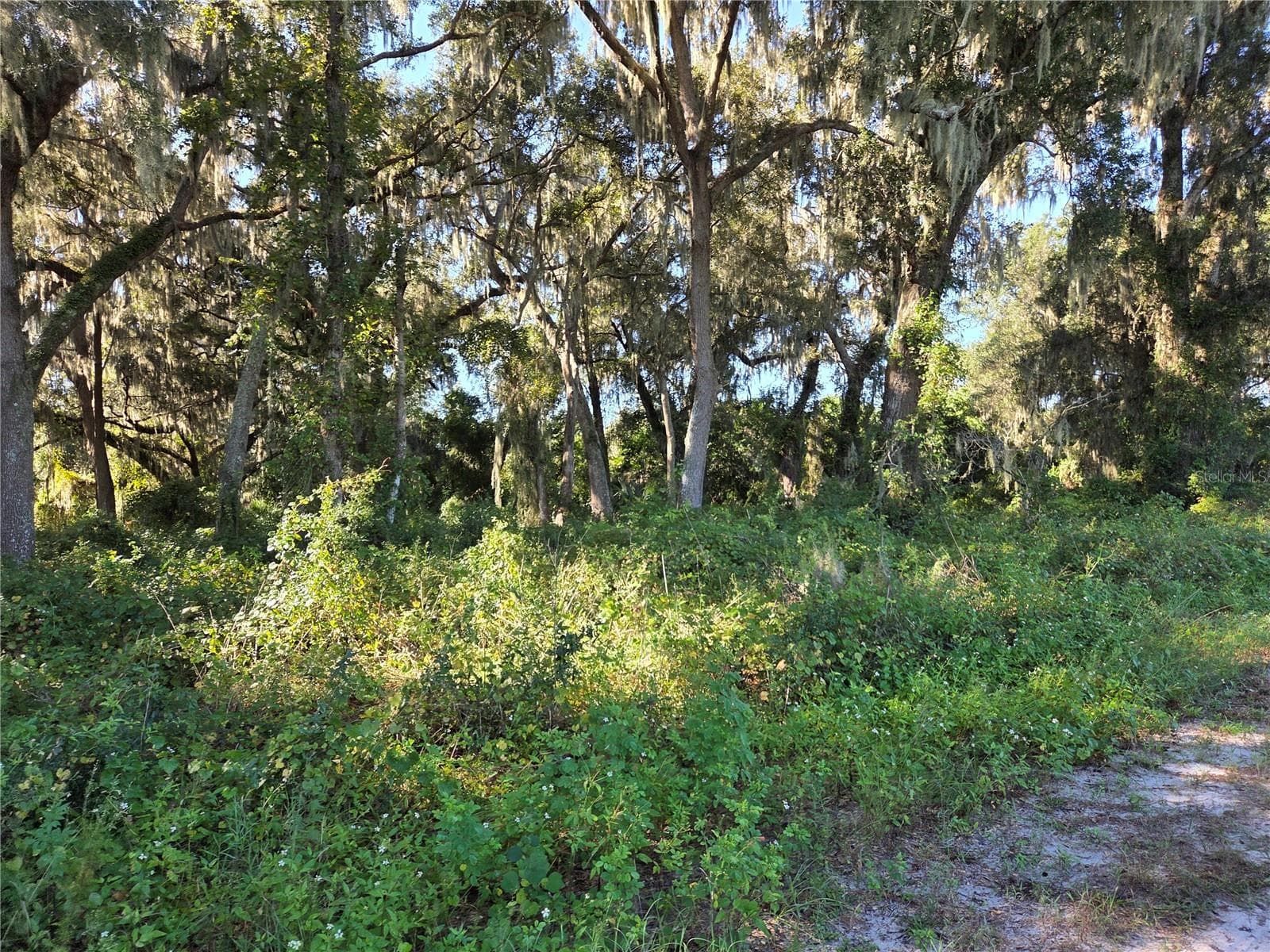 Land at 6605 SE 55TH AVE, CENTER HILL, photo 4 of 5
