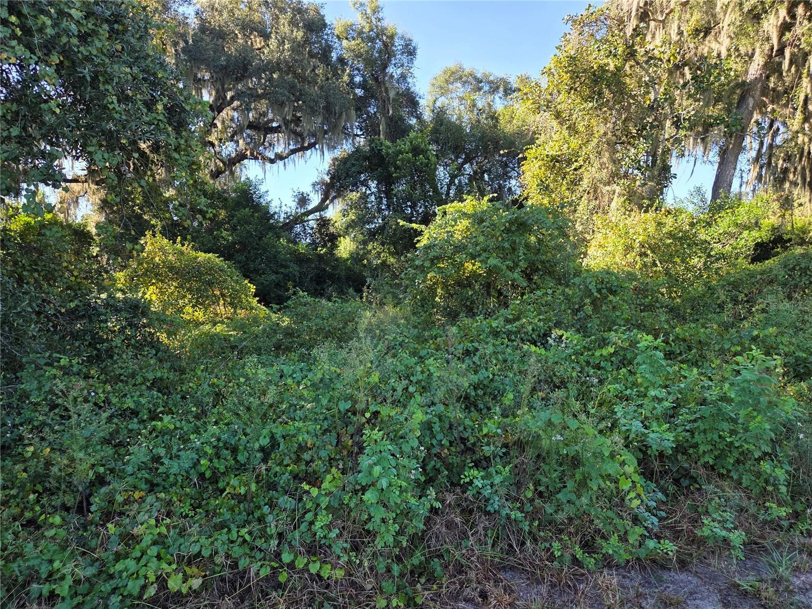 Land at 6605 SE 55TH AVE, CENTER HILL, photo 5 of 5