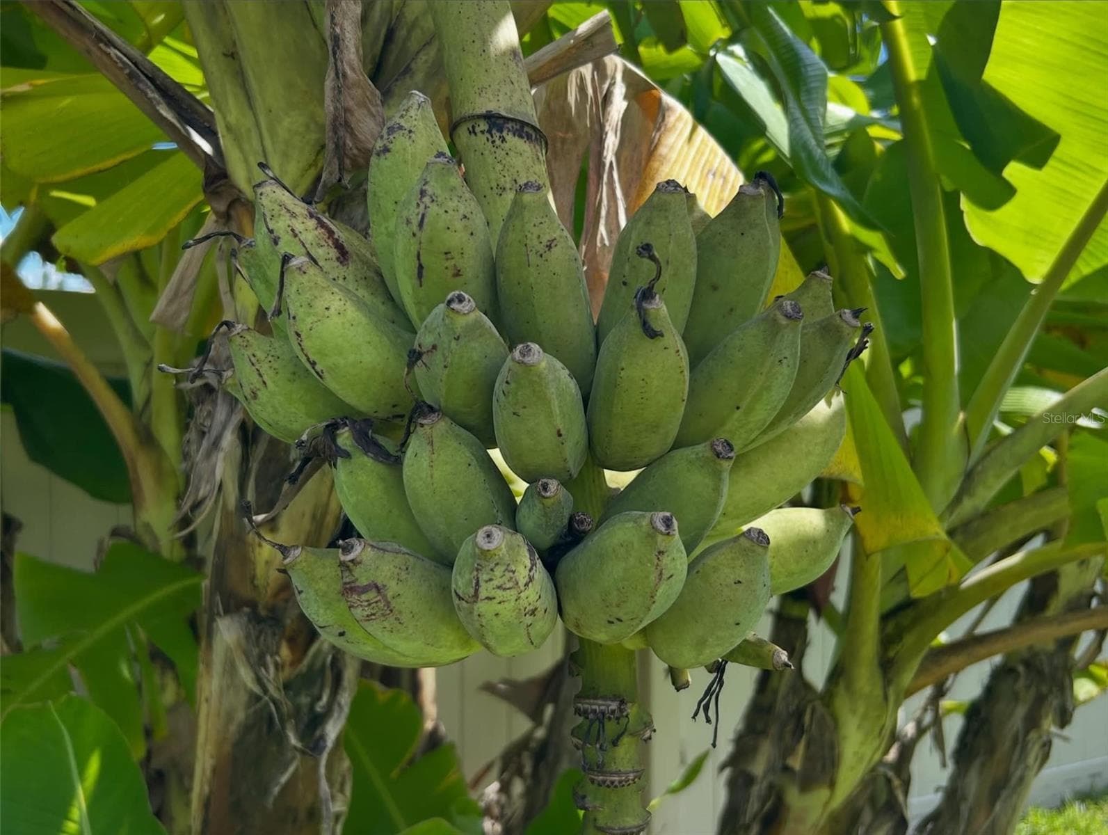 Bananas on the Banana Tree! - 3949 BAJA DR, ST CLOUD