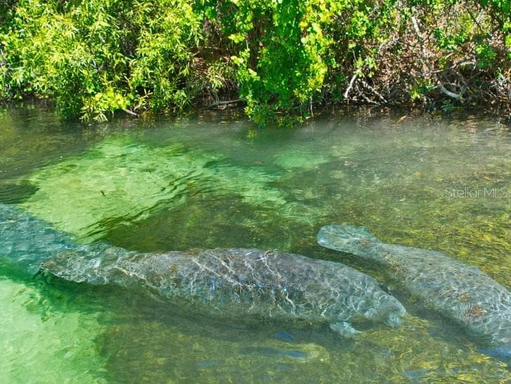 Visit the manatees and other wildlife at Weeki Wachee Springs - 15163 SCAUP DUCK AVE, WEEKI WACHEE