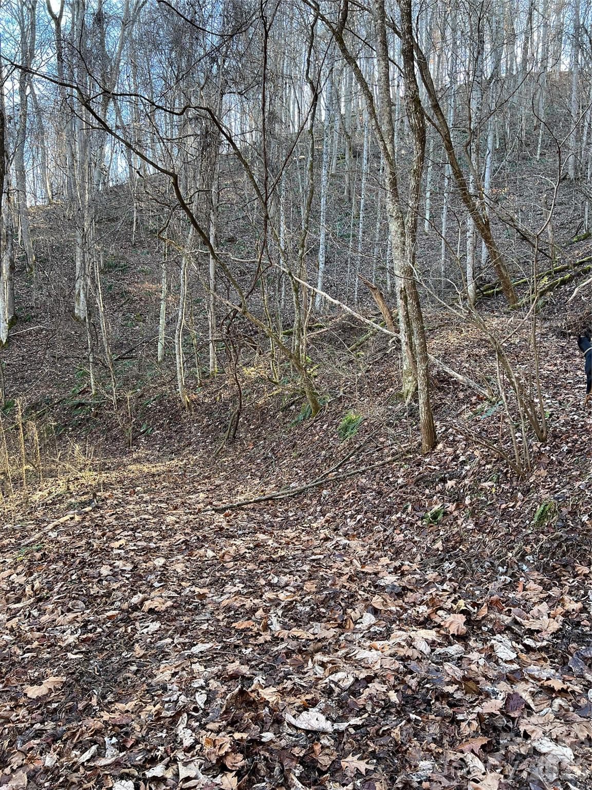 Logging roads for Atv or hiking trails. - 12982 US HWY 19W None, Burnsville