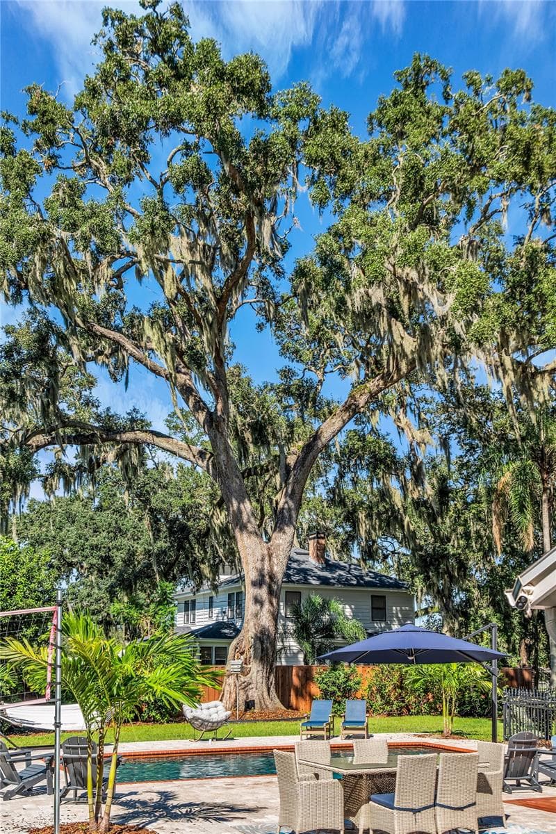 A majestic 390-year-old oak tree, recognized as the oldest recorded oak tree in Orange County, providing unparalleled beauty and shade - 234 N LAKEVIEW AVE, WINTER GARDEN