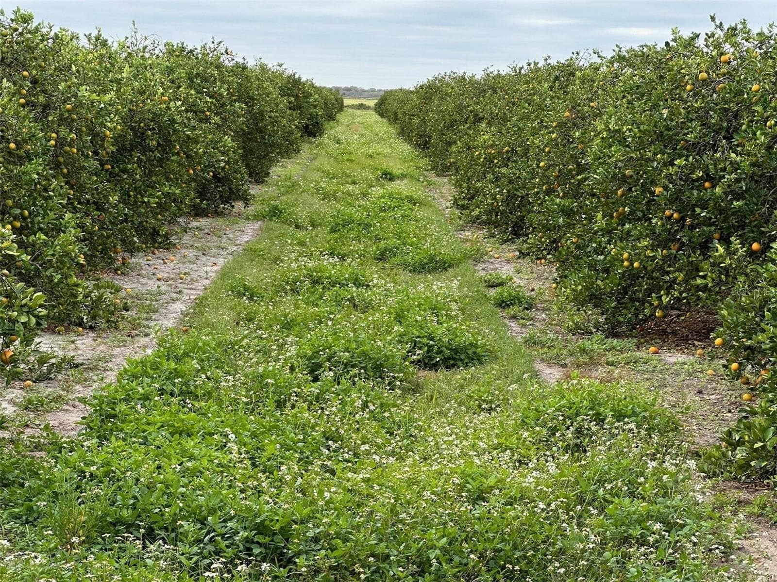 Land at STATE RD 60, OKEECHOBEE, photo 11 of 18