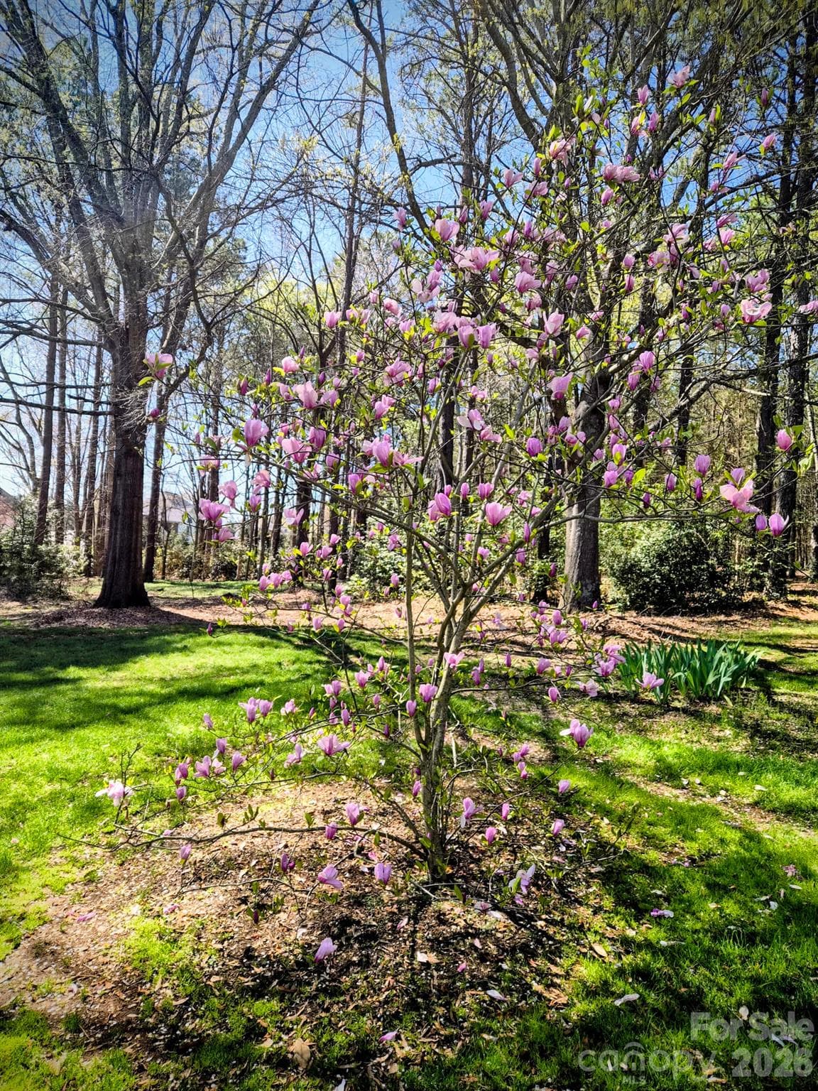 Beautiful tree blooming last spring - 890 Lyerly Ridge Road NW, Concord