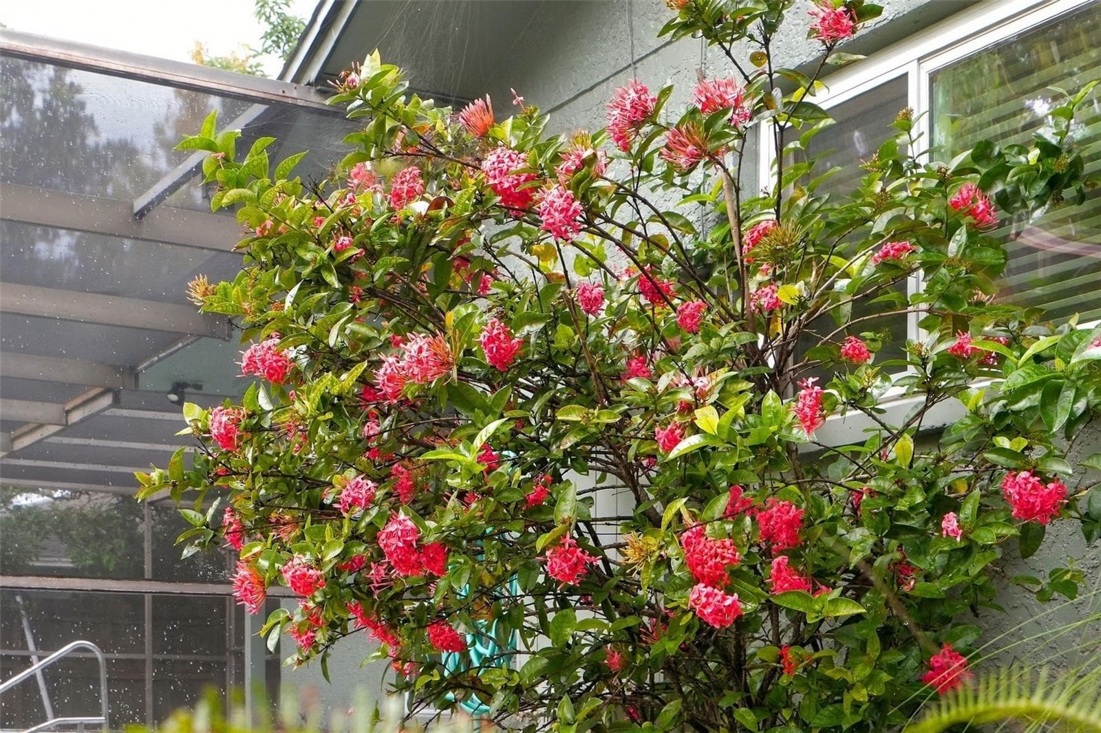 Maintained tropical landscaping. - 1297 PEACH TREE DR, DUNEDIN