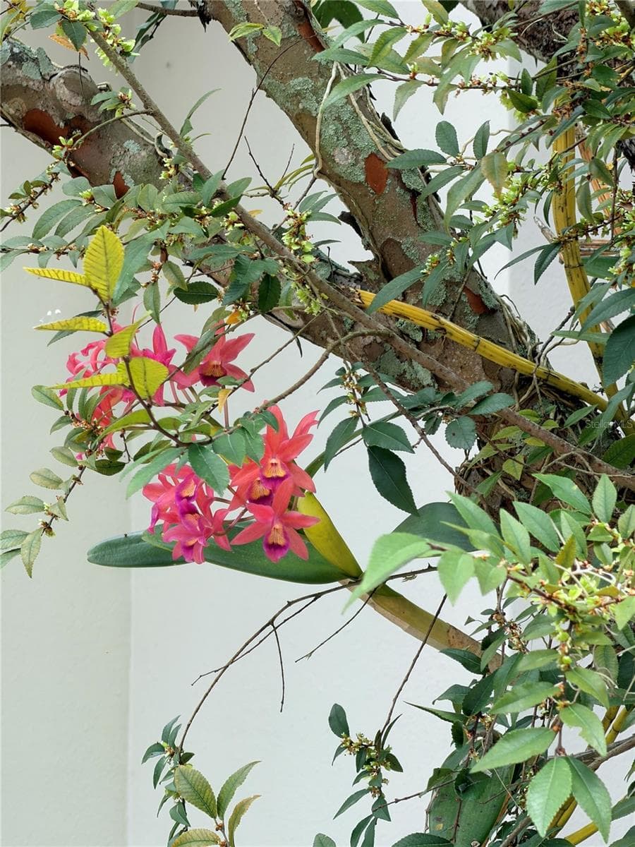 orchids bloom year round - 5903 RIVER FOREST CIR, BRADENTON