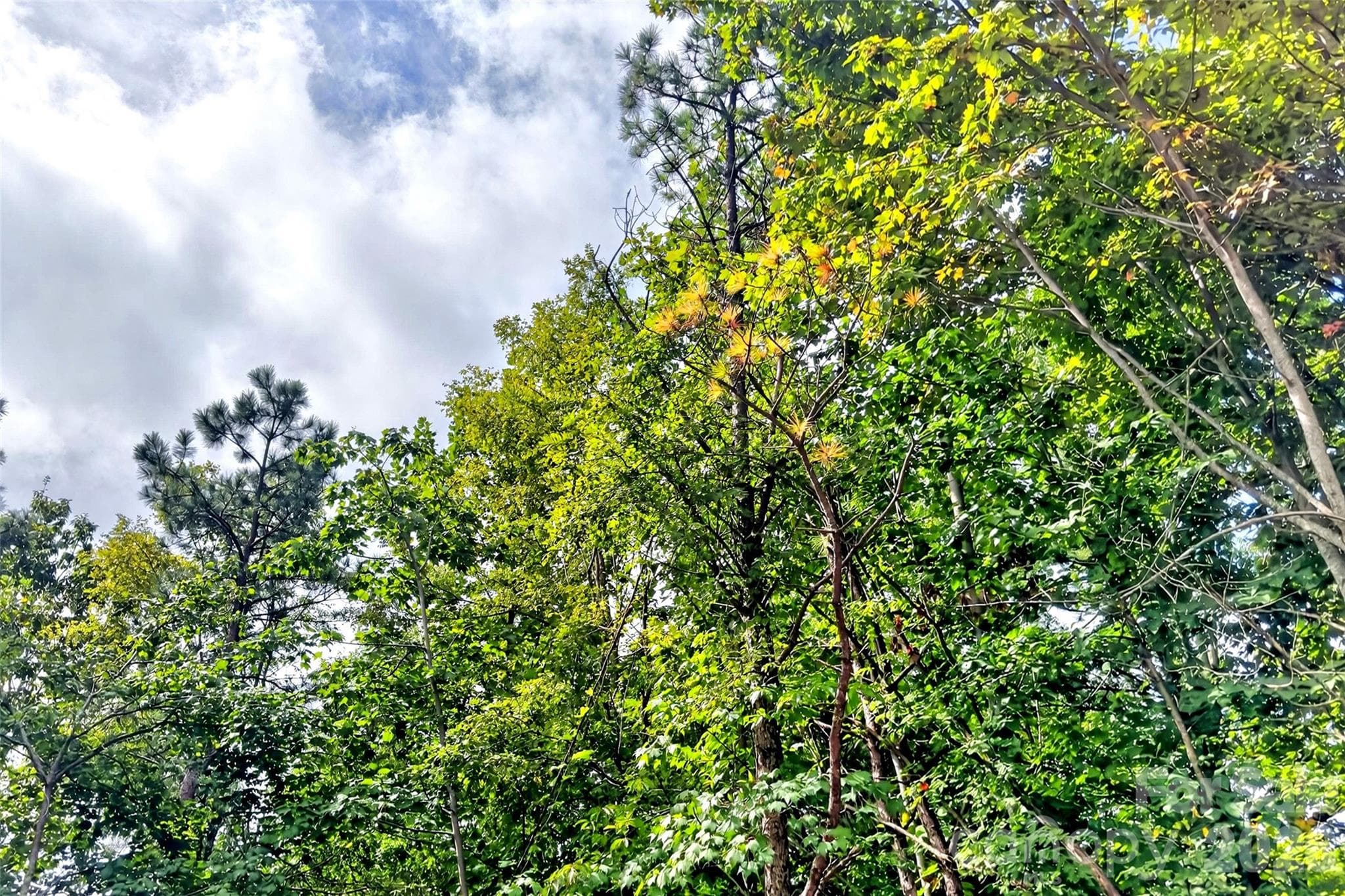 Lot at 368 Sassafras Drive, Old Fort, photo 56 of 83