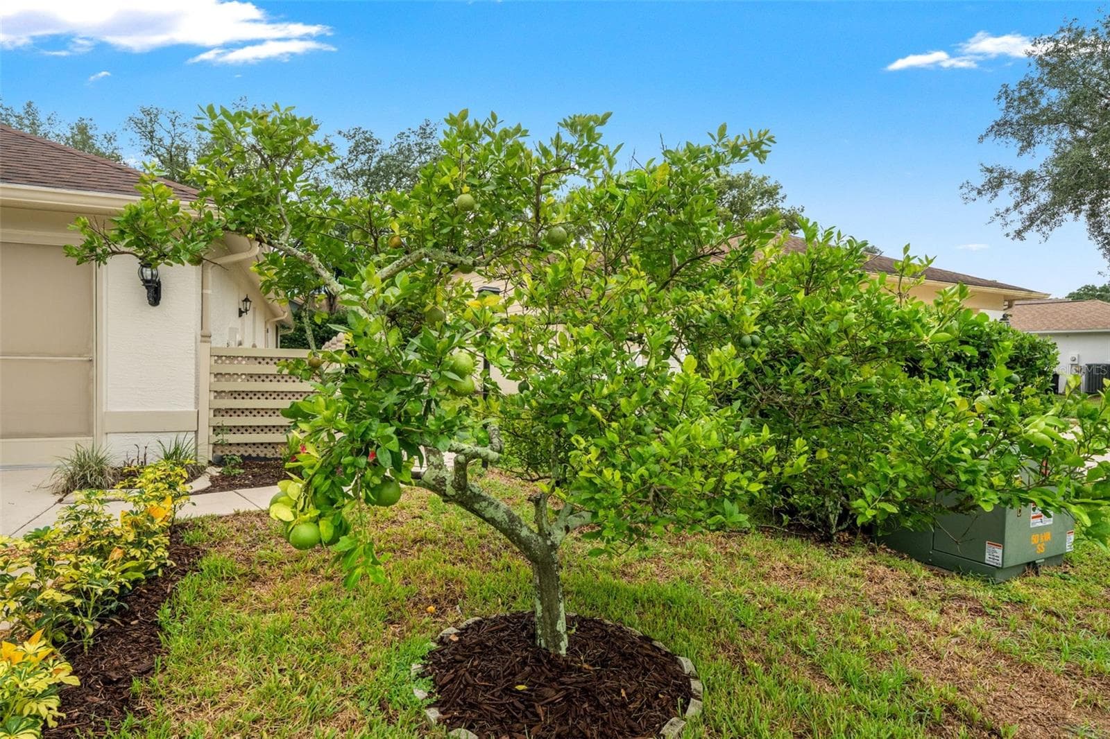 Grandfathered in Fruit Tree (Lemon/Lime) - 7350 ROSEMONT LN, SPRING HILL