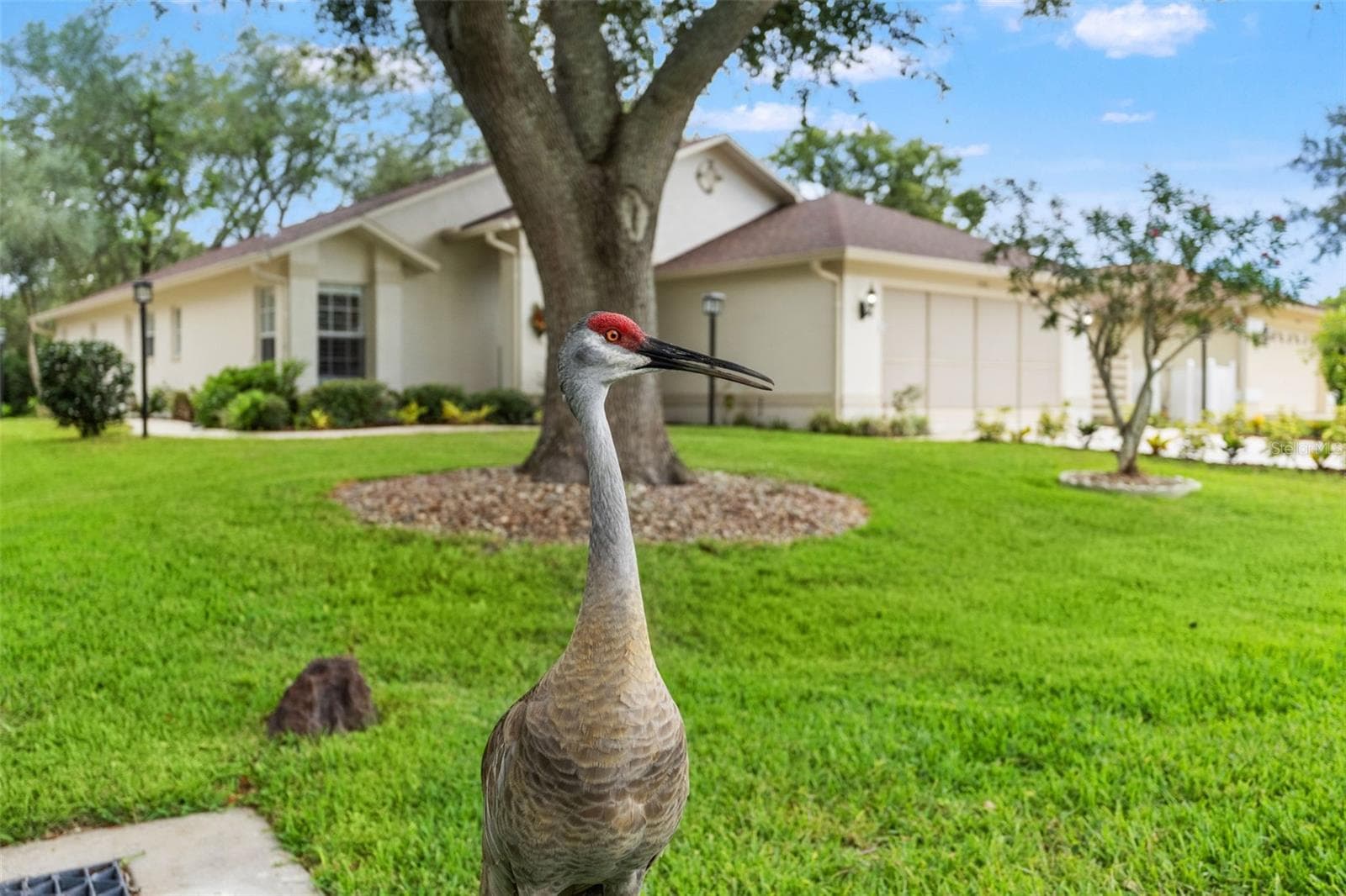 Beautiful bird life - 7350 ROSEMONT LN, SPRING HILL