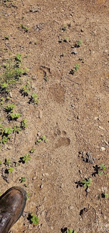Bear Cub Track - 1629 White Rock Road, Cullowhee