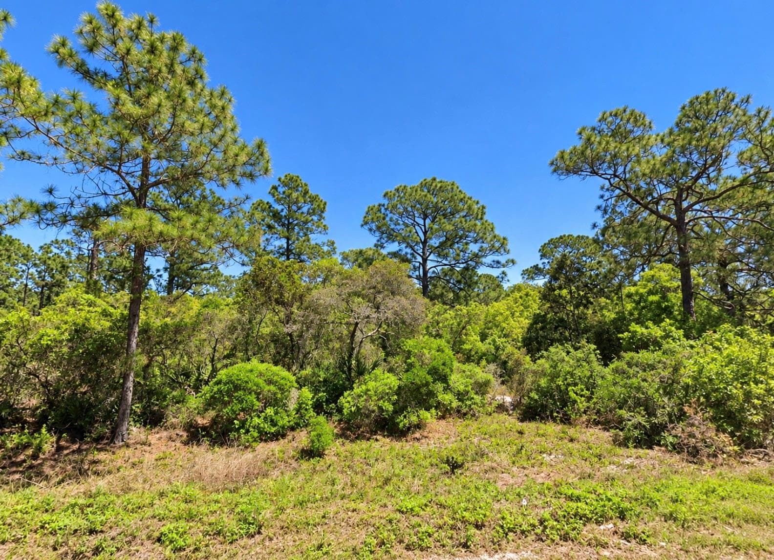 Land at 105 SUWANNEE LN, LAKE PLACID, photo 2 of 2