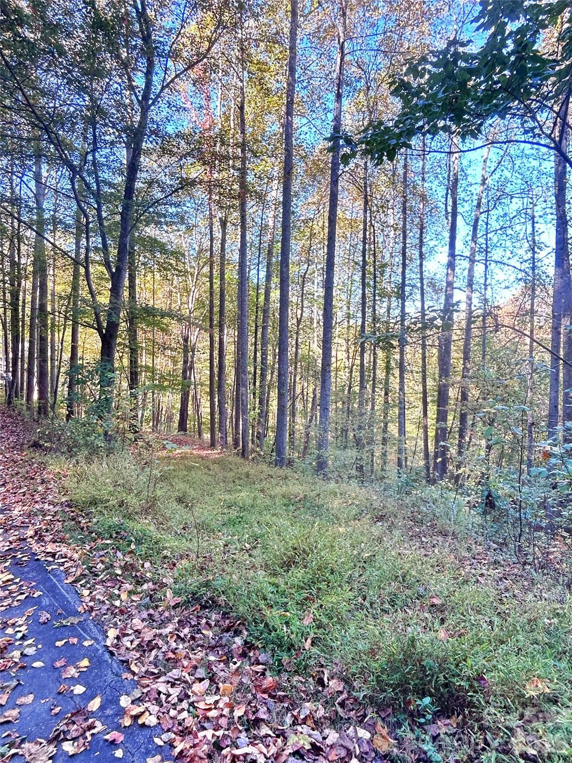 Drive cut into property - 100 S Lindon Cove Road, Candler
