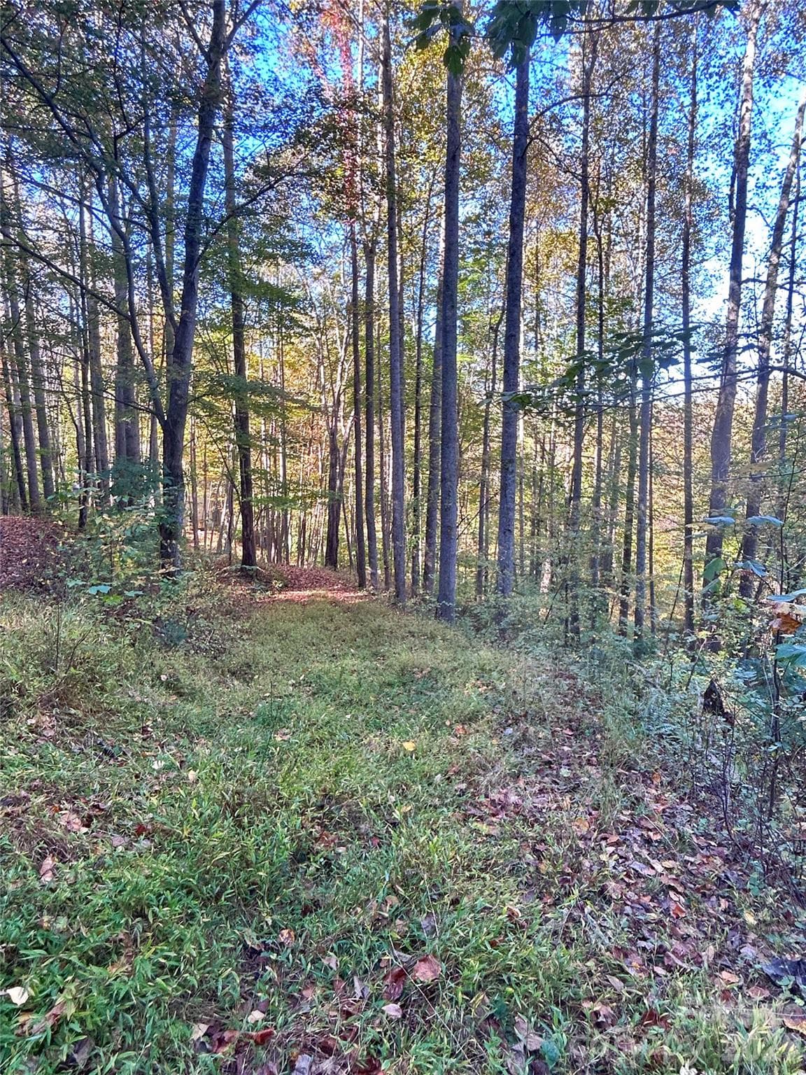 Drive to potential house pad - 100 S Lindon Cove Road, Candler