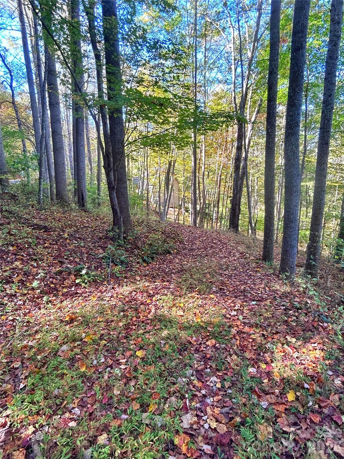 Drive to potential house pad - 100 S Lindon Cove Road, Candler