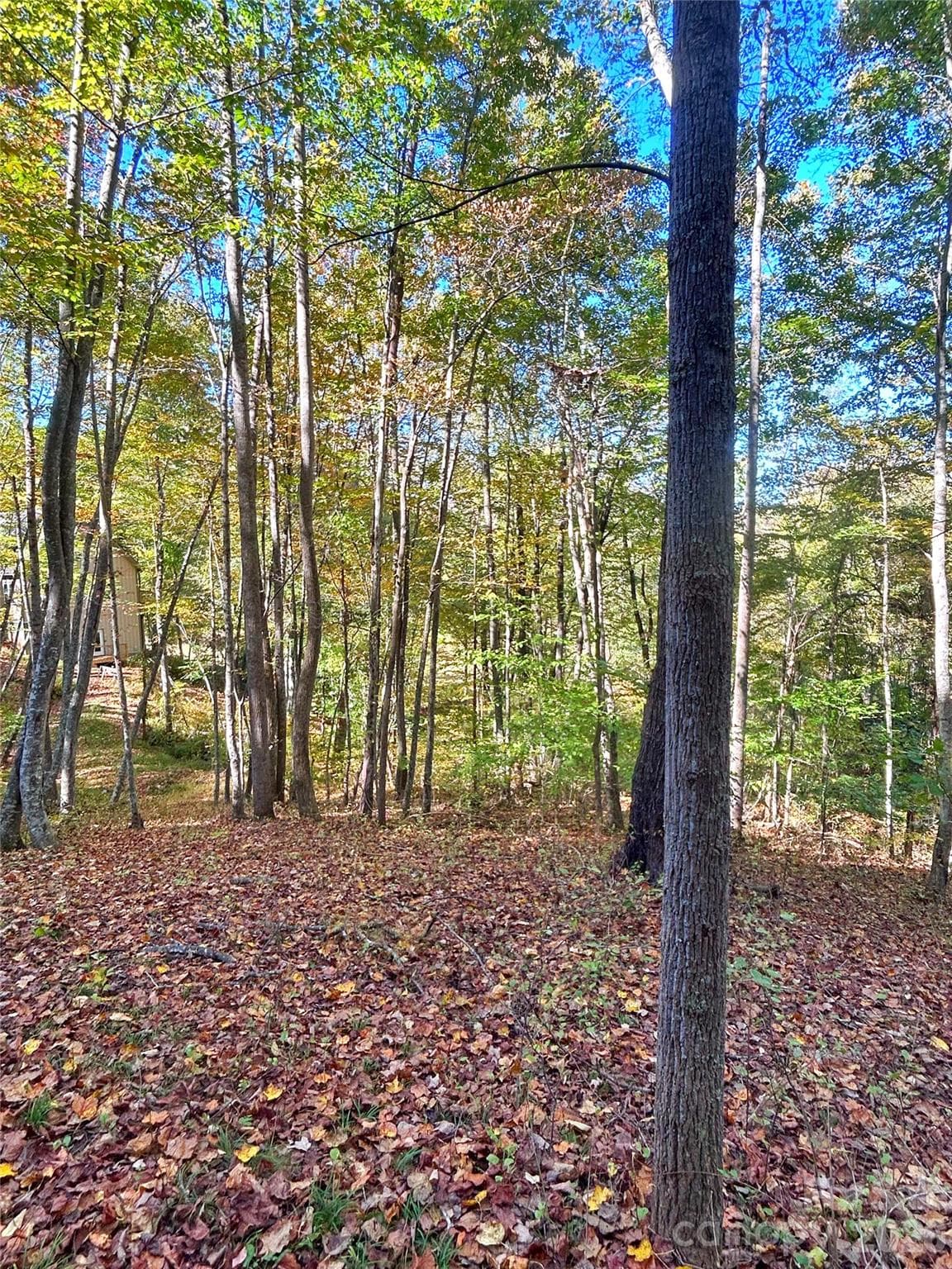Potential future house location - 100 S Lindon Cove Road, Candler
