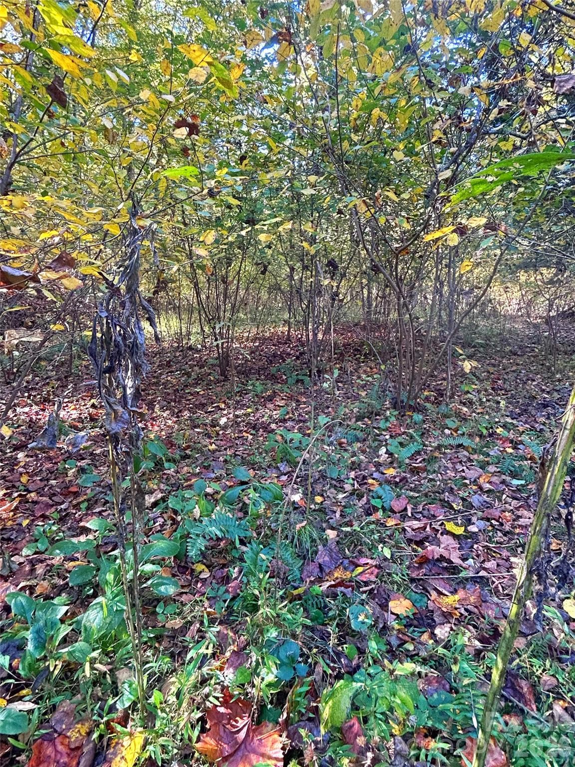 Flat area with creek below - 100 S Lindon Cove Road, Candler