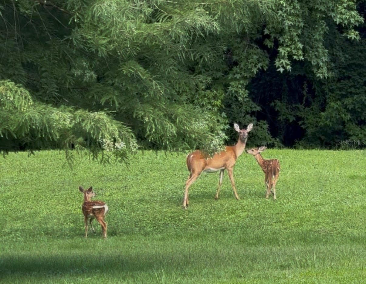 Doe & fawns in back yard - 9691 NW 53RD DR, GAINESVILLE