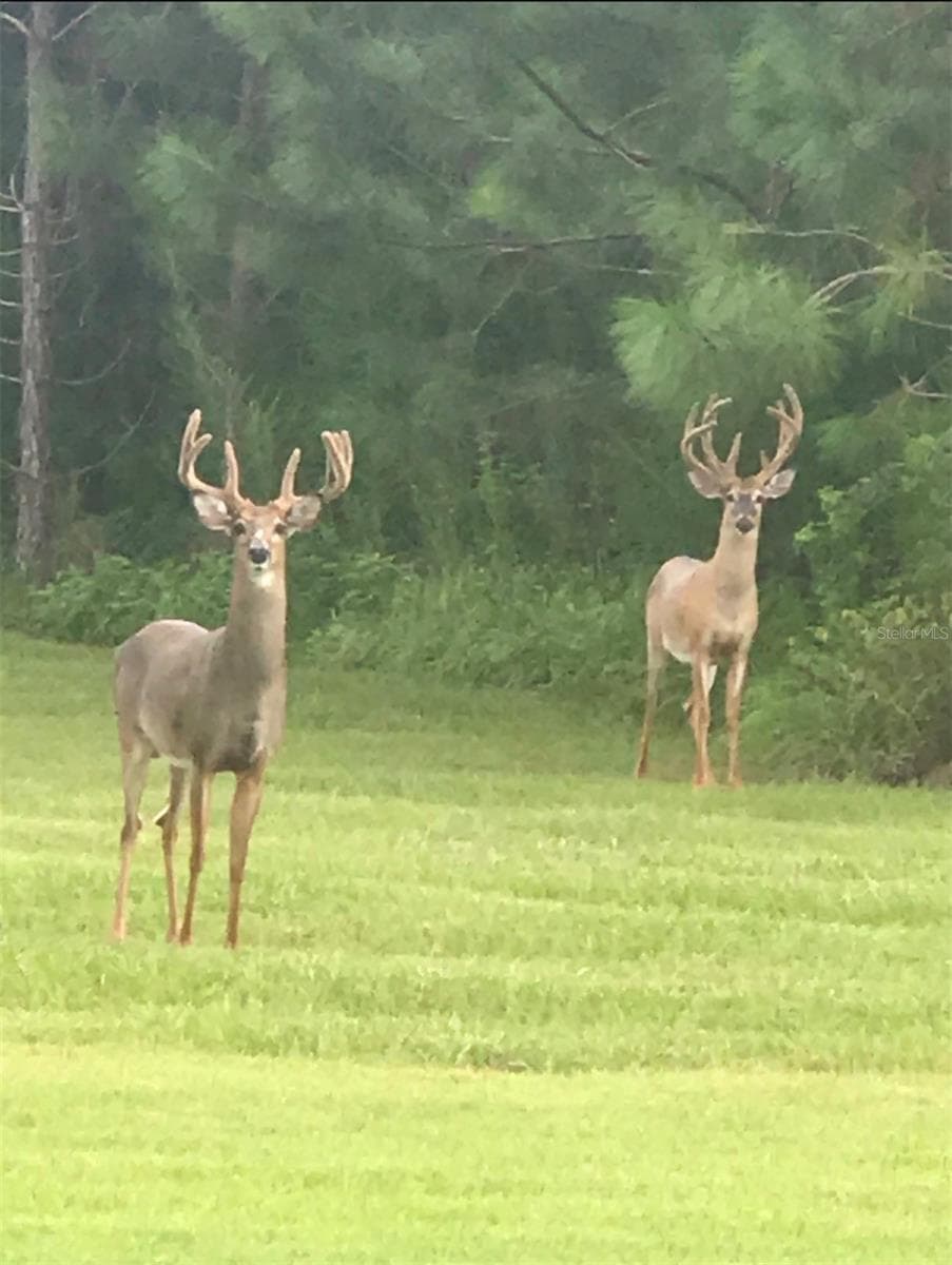 Two bucks beside the driveway - 9691 NW 53RD DR, GAINESVILLE