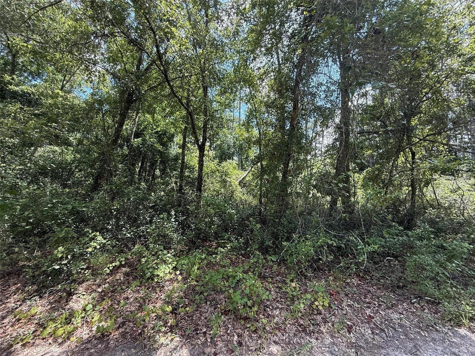 Land at 313 CALHOUN AVE, FLORAHOME, photo 2 of 7