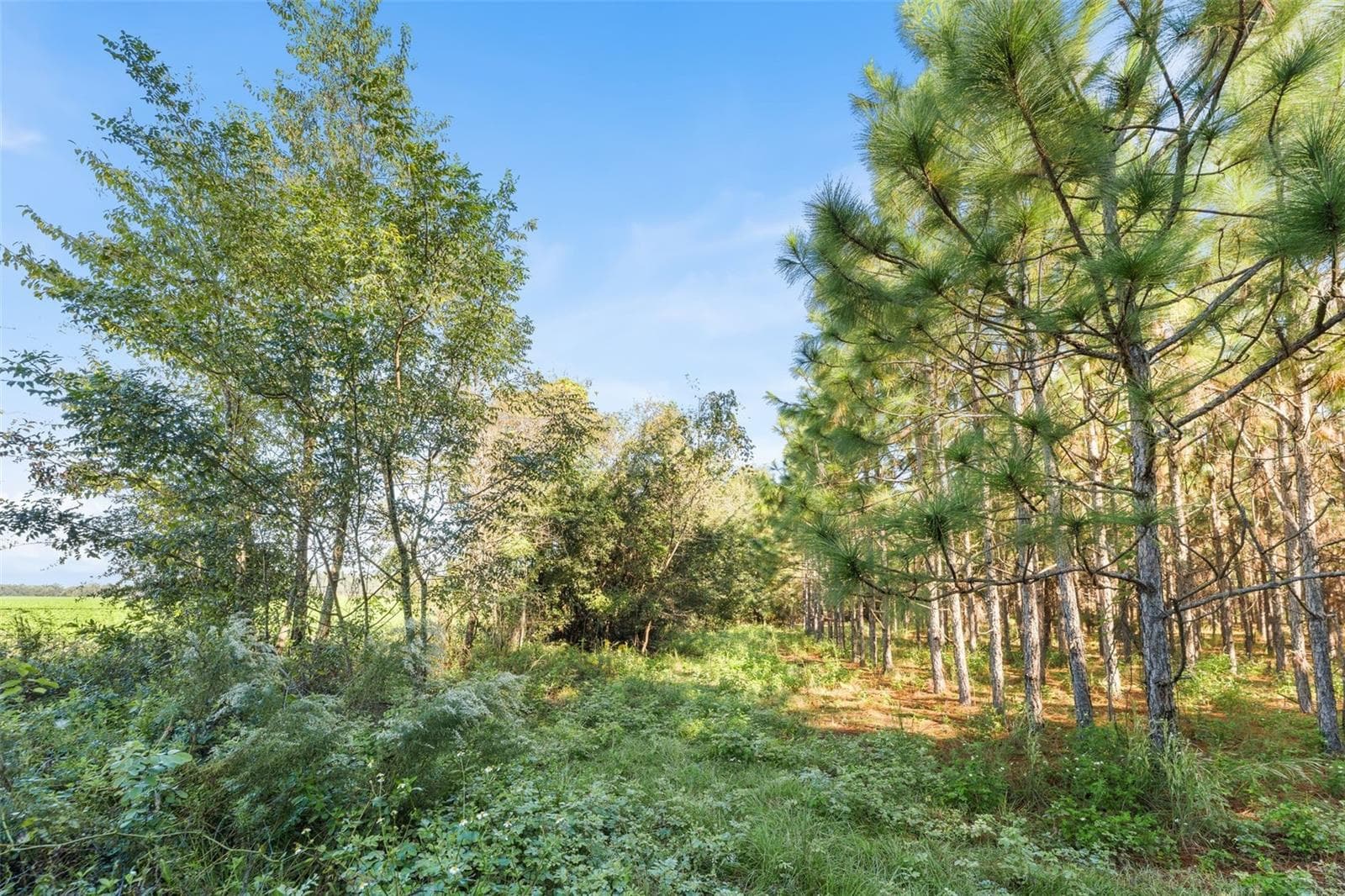 Land at Land, HIGH SPRINGS, photo 6 of 19