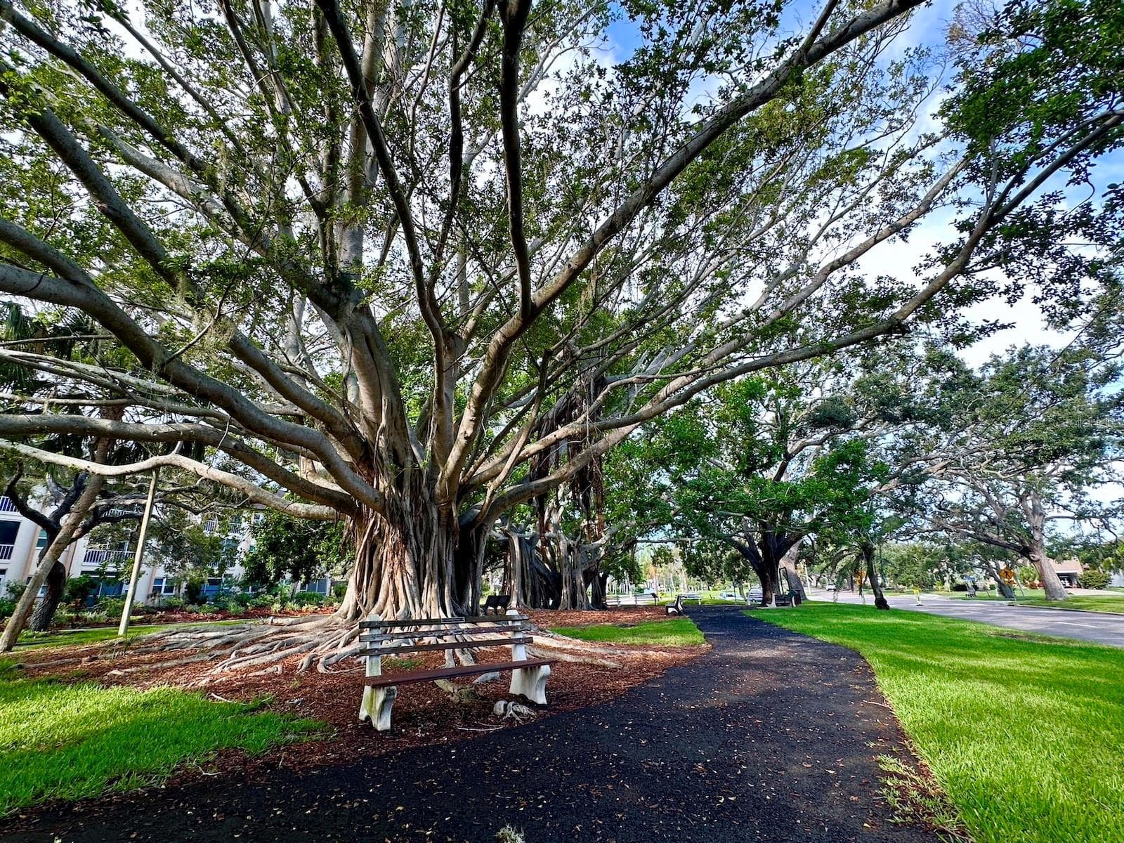 Beautiful Banyan trees along W Venice Ave across the street - 512 W VENICE AVE #607, VENICE