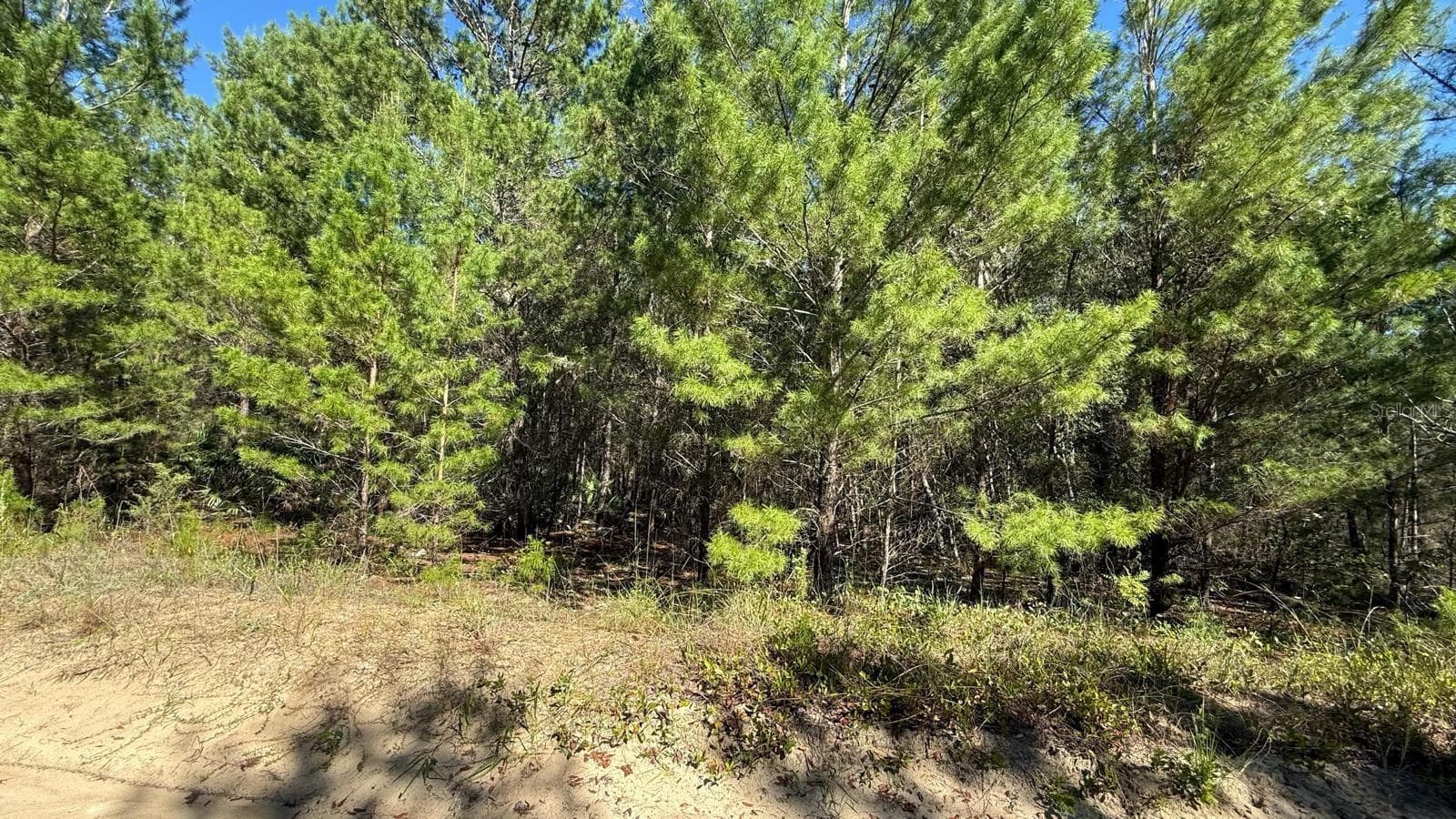 Land at 113 ROME AVE, INTERLACHEN, photo 7 of 16