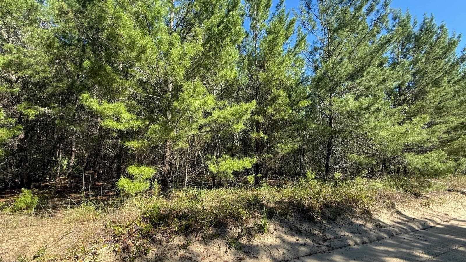 Land at 113 ROME AVE, INTERLACHEN, photo 10 of 16