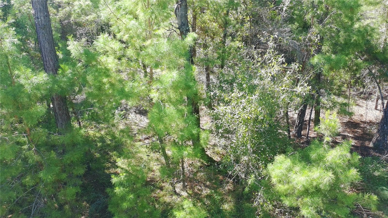 Land at 113 ROME AVE, INTERLACHEN, photo 12 of 16