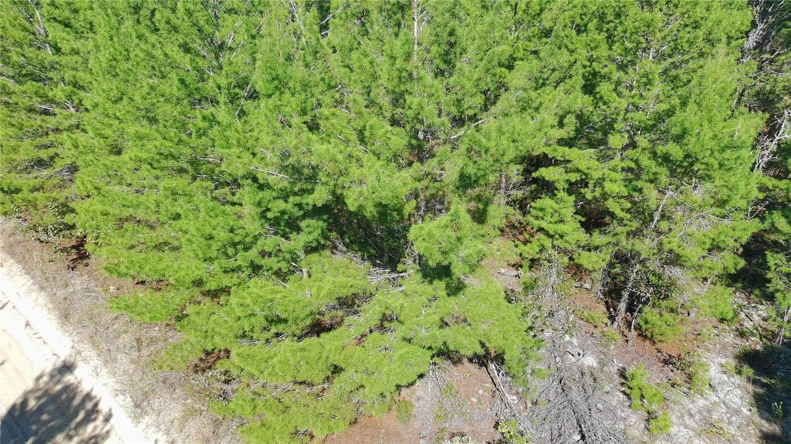 Land at 1802 FERN AVE, INTERLACHEN, photo 12 of 13