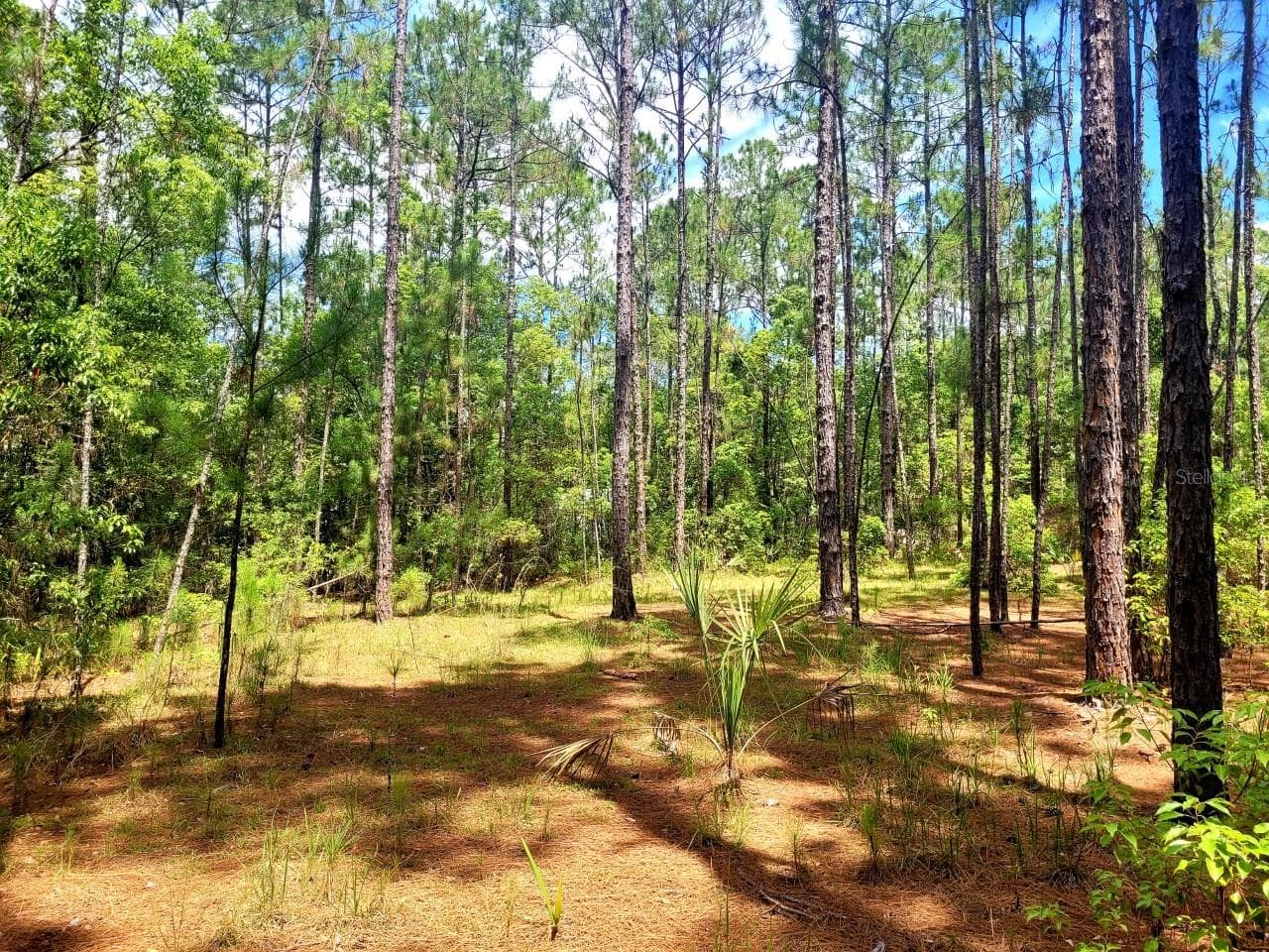 Land at TROPICAL DR, EUSTIS, photo 2 of 19