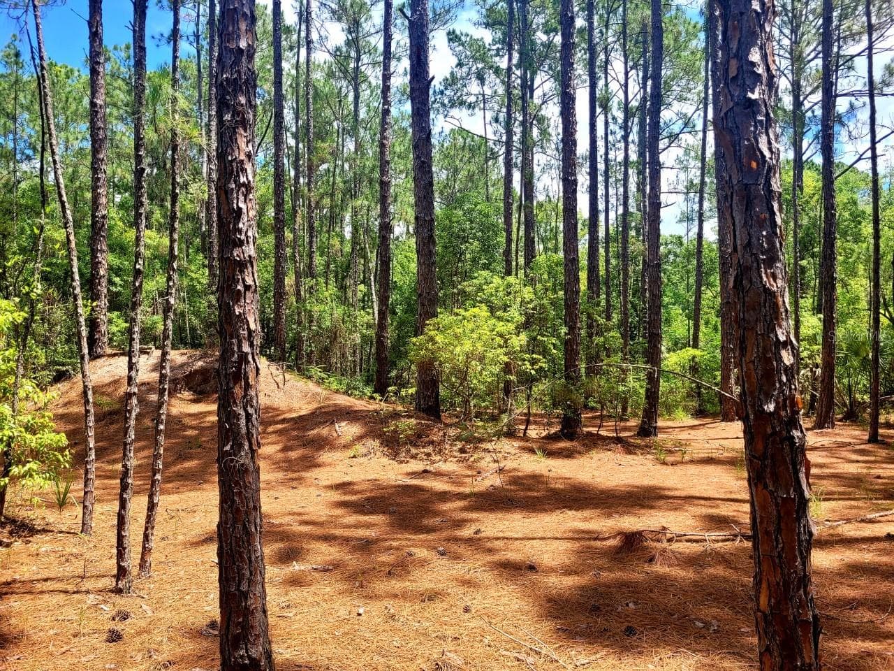 Land at TROPICAL DR, EUSTIS, photo 9 of 19