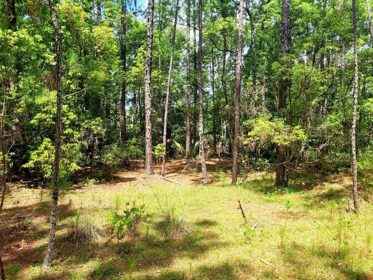 Land at TROPICAL DR, EUSTIS, photo 10 of 19